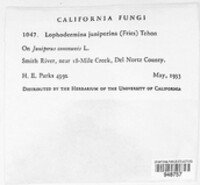 Lophodermium juniperinum image